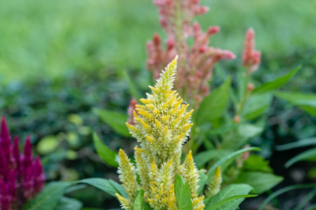 Close up of Plumed cockscomb or Silver cock's comb (Celosia argentea)の写真素材