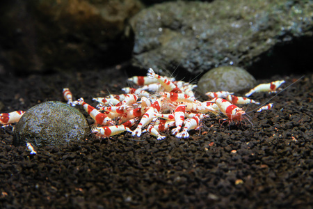 Red Bee Shrimp (Caridina cantonensis) Color selective Captive breed from Wild Bee Shrimpの写真素材