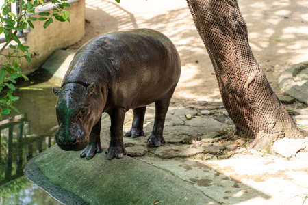 Pygmy hippopotamus (Choeropsis liberiensis) near pond