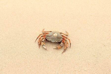 Cancer in the sand