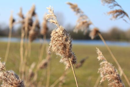 The reed (Phragmites communis) blowing in the windの写真素材