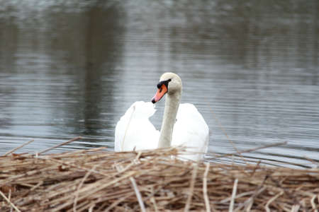King behind Reet (Cygnini)の写真素材
