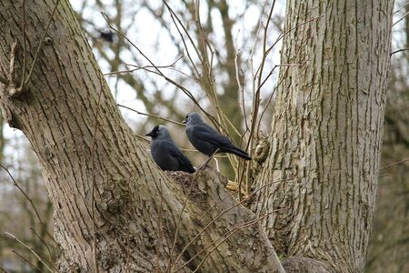 Männchen and females have found each otherの写真素材