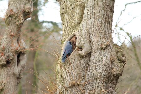 Dohle has her nest foundの写真素材