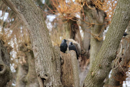 two jackdaws found itselfの写真素材