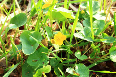Sumpfdotterblume