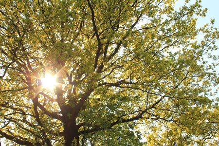 Sun shines through tree crown of an oakの写真素材