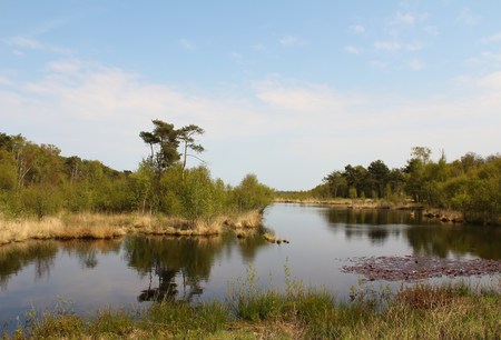 See the middle of the bog