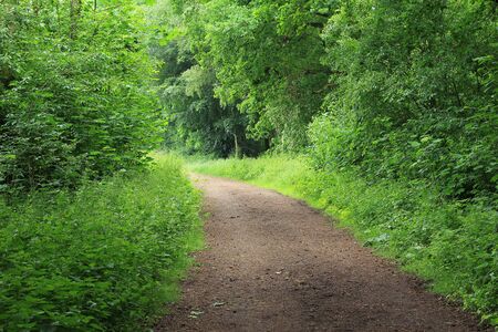 The land through the forest