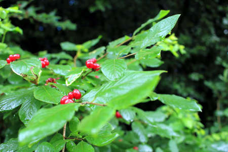 red berries between Blätternの写真素材