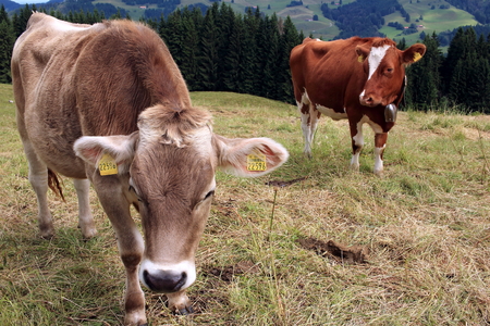 Cows in the mountainsのeditorial素材