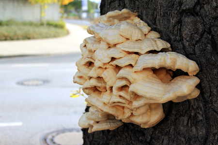Giant mushroom colonized a treeの写真素材