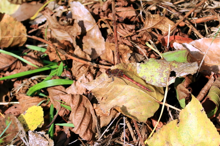 to detect camouflage, dragonfly on the ground barelyの写真素材