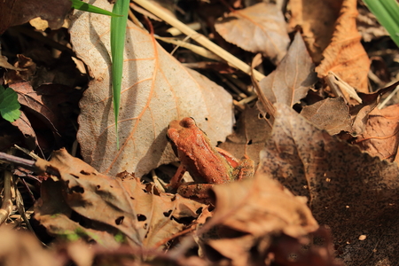 the perfect camouflageの写真素材