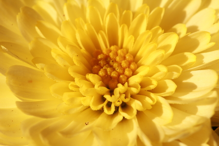 Blumenprachtの写真素材