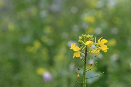 yellow bloom in field