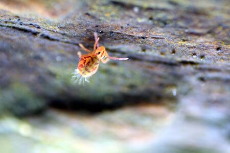 Spring tail on a tree trunkの写真素材