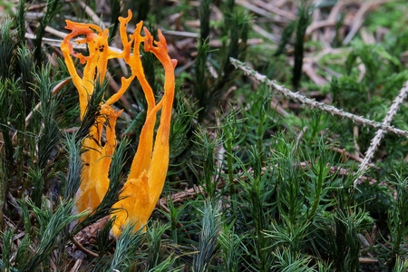Weird shape of coral fungus