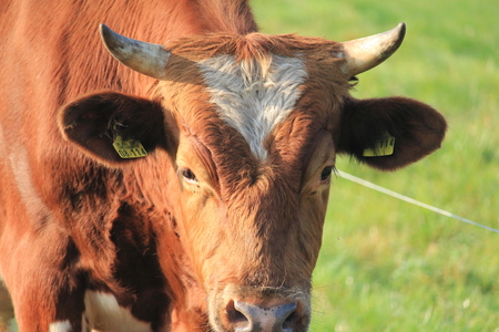 Head of a cowの写真素材