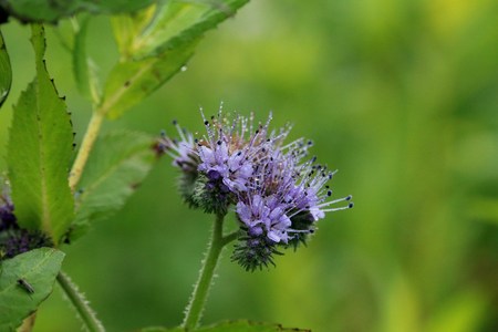 Wild flowers in the field
