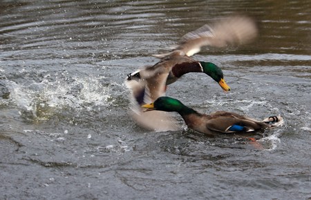 Fight of the ducksの写真素材