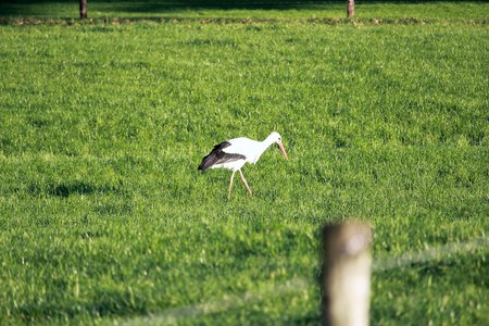 A stork wades across the meadowの写真素材