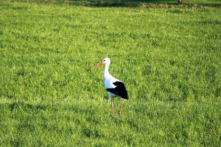 Arrayの写真素材