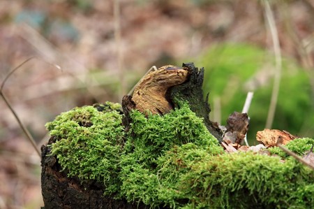 Tree stump overgrown with mossの写真素材
