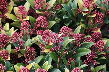 Shrub in winterの写真素材