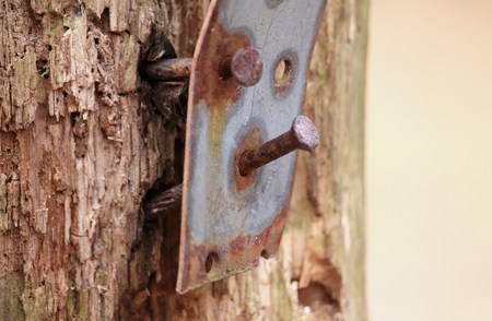 Nail comes off the woodの写真素材