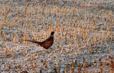 Pheasant walks across the stubble fieldの写真素材