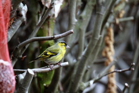 Siskin on the branchの写真素材