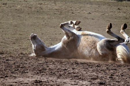 Horse is rolling in the sandの写真素材