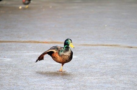 Duck raises his legの写真素材
