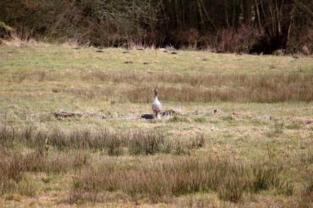 Wild goose in the meadowの写真素材
