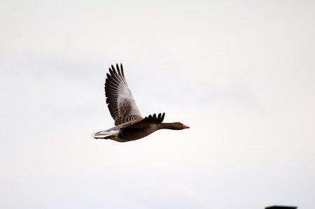 Wild goose in the airの写真素材