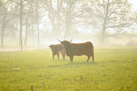 Bull in the fogの写真素材
