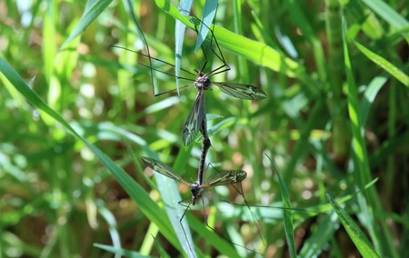 Sniffing in the grass while mating