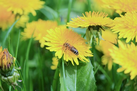 Bee in the gold rushの写真素材