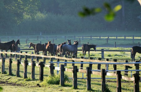 Horses in the paddock early in the morningの写真素材