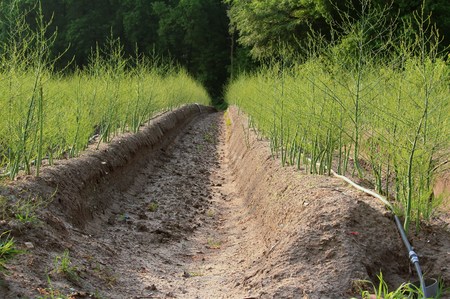 asparagus fieldの写真素材