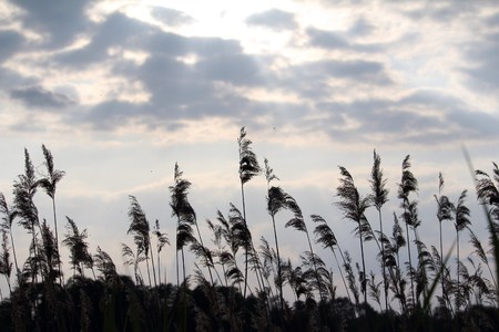 Reeds in front of the cloudsの写真素材