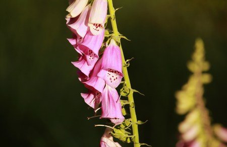 Beautiful lupine blossomの写真素材