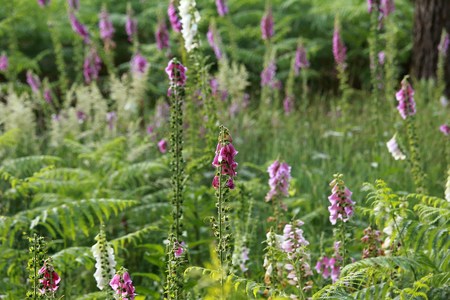 beautiful lupine flowers