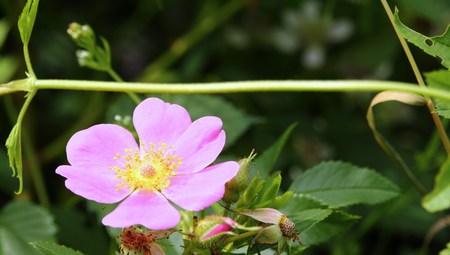 Beautiful flowerの写真素材