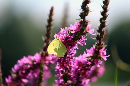 Butterfly on the flowerの写真素材