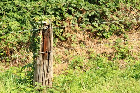 Poles at the meadowの写真素材