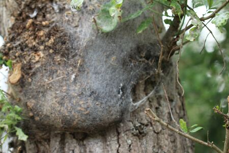 Great weaving of the oak processionary mothの写真素材