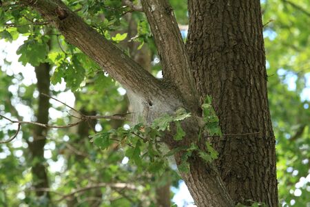 The nest of the oak processionary mothの写真素材