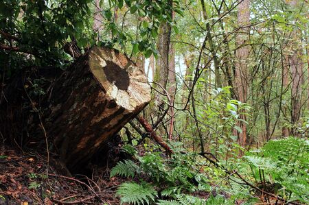 A cut tree stump juts into the forest